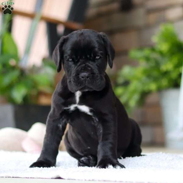 Enzo, Cane Corso Puppy