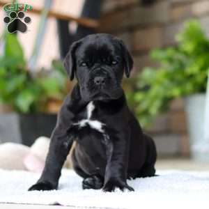 Enzo, Cane Corso Puppy