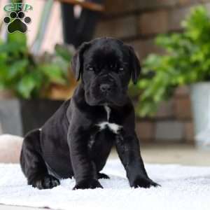 Enzo, Cane Corso Puppy