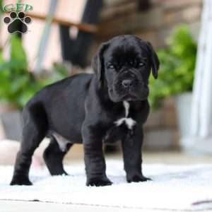 Enzo, Cane Corso Puppy