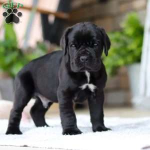 Enzo, Cane Corso Puppy