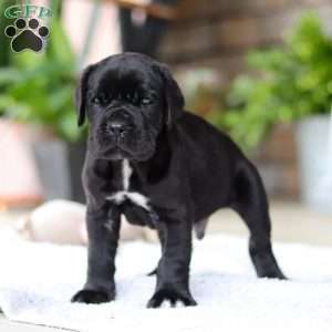 Enzo, Cane Corso Puppy