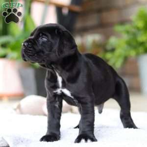 Enzo, Cane Corso Puppy