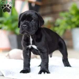 Enzo, Cane Corso Puppy