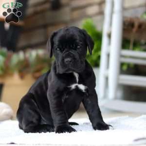 Enzo, Cane Corso Puppy