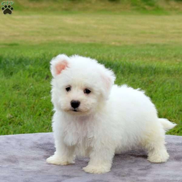 Eric, Bichon Frise Puppy
