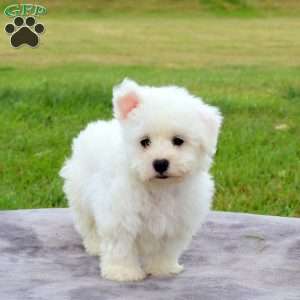 Eric, Bichon Frise Puppy