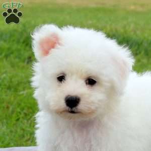 Eric, Bichon Frise Puppy
