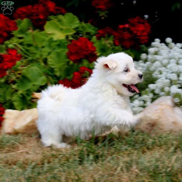Eric, Maltese Puppy