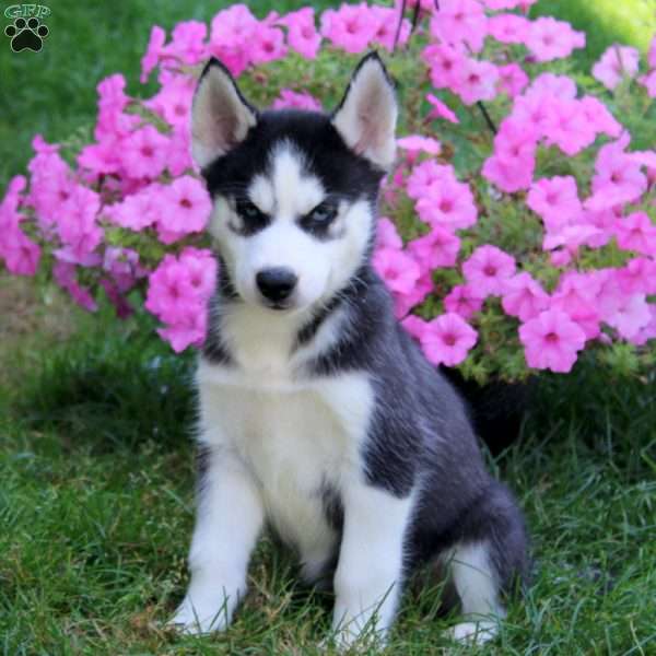 Eric, Siberian Husky Puppy