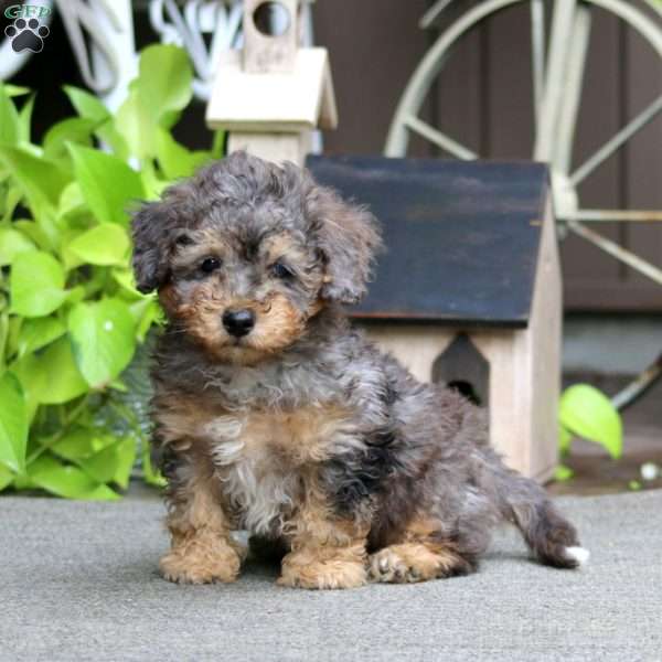 Eric, Havapoo Puppy