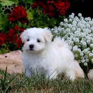 Eric, Maltese Puppy