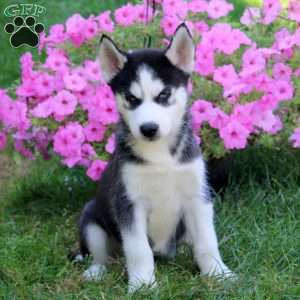 Eric, Siberian Husky Puppy