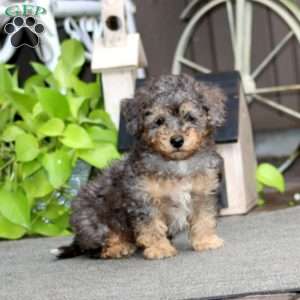 Eric, Havapoo Puppy