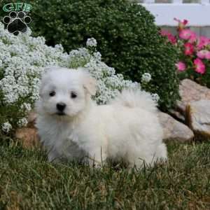 Eric, Maltese Puppy