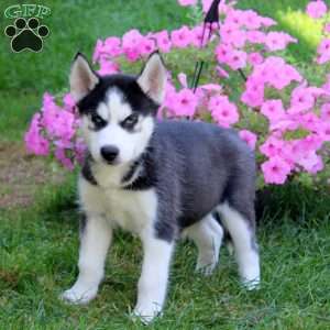 Eric, Siberian Husky Puppy