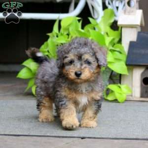 Eric, Havapoo Puppy