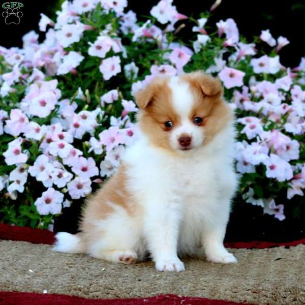 Erma, Pomeranian Puppy