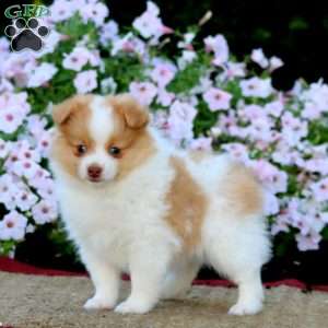 Erma, Pomeranian Puppy
