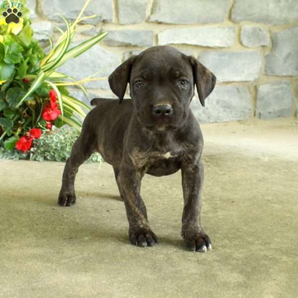 Ernie, Cane Corso Puppy
