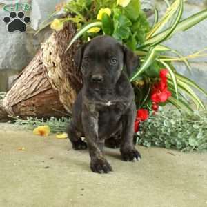 Ernie, Cane Corso Puppy
