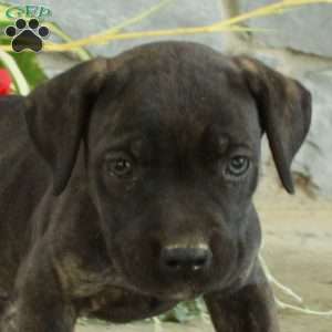 Ernie, Cane Corso Puppy