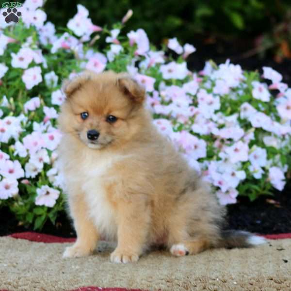 Ernie, Pomeranian Puppy