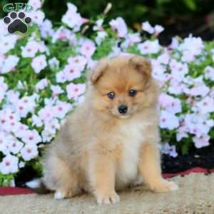 Ernie, Pomeranian Puppy