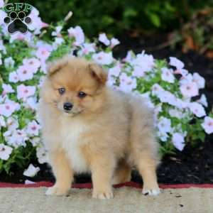 Ernie, Pomeranian Puppy