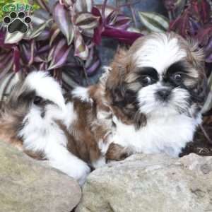 Ernie, Shih Tzu Puppy