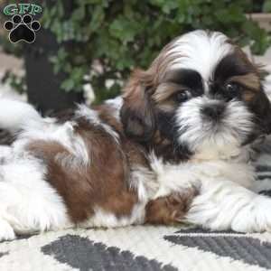 Ernie, Shih Tzu Puppy