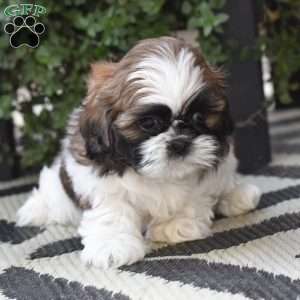 Ernie, Shih Tzu Puppy