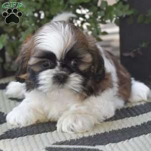 Ernie, Shih Tzu Puppy