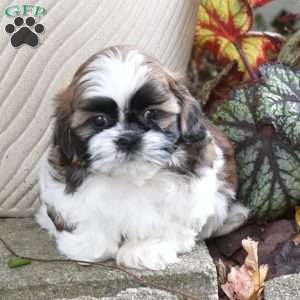 Ernie, Shih Tzu Puppy