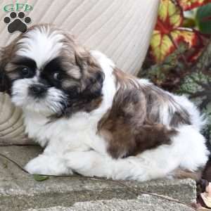 Ernie, Shih Tzu Puppy