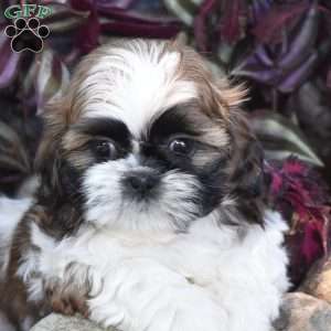 Ernie, Shih Tzu Puppy