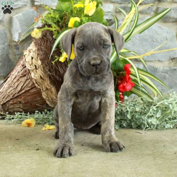 Estella, Cane Corso Puppy