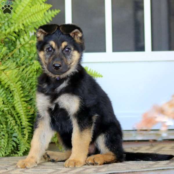 Esther, German Shepherd Puppy