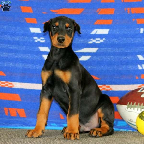 Ethan, Doberman Pinscher Puppy