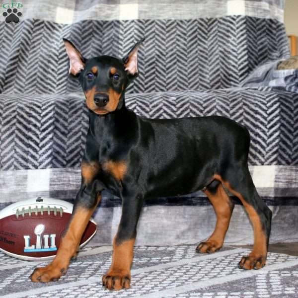 Ethan, Doberman Pinscher Puppy