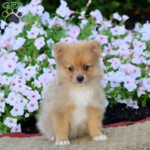 Ethan, Pomeranian Puppy