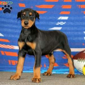 Ethan, Doberman Pinscher Puppy