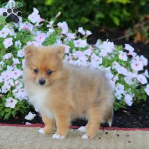 Ethan, Pomeranian Puppy