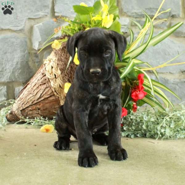 Eva, Cane Corso Puppy
