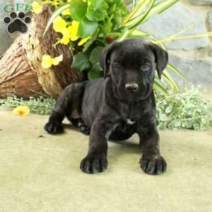 Eva, Cane Corso Puppy