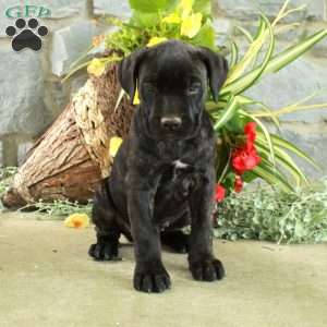 Eva, Cane Corso Puppy