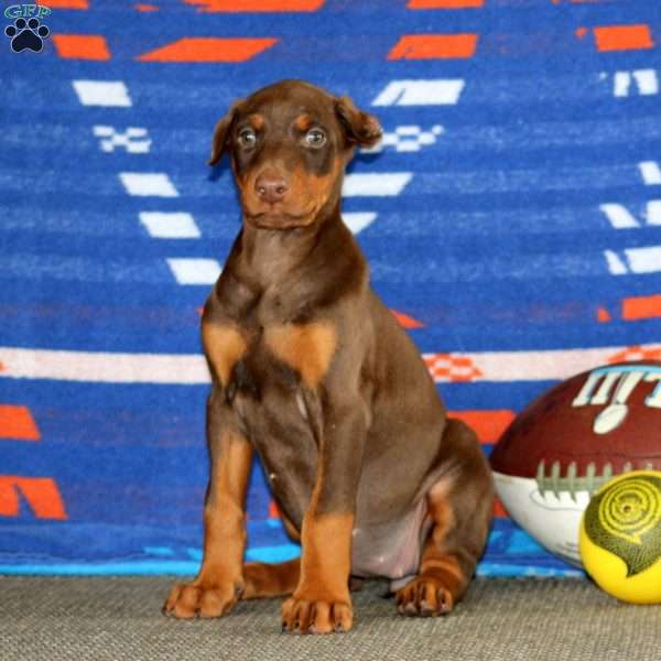 Eva, Doberman Pinscher Puppy
