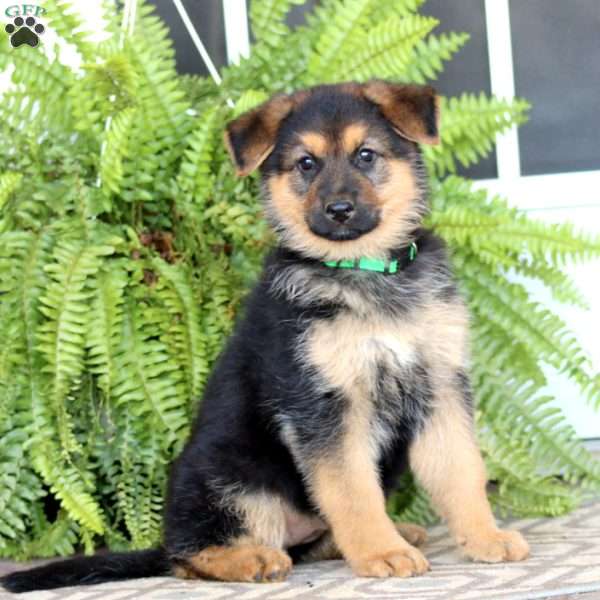 Eva, German Shepherd Puppy