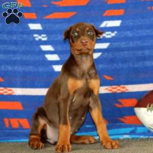 Eva, Doberman Pinscher Puppy