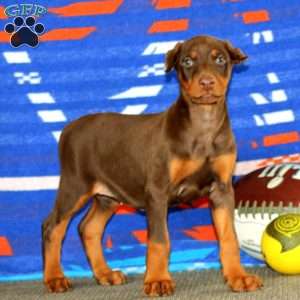 Eva, Doberman Pinscher Puppy